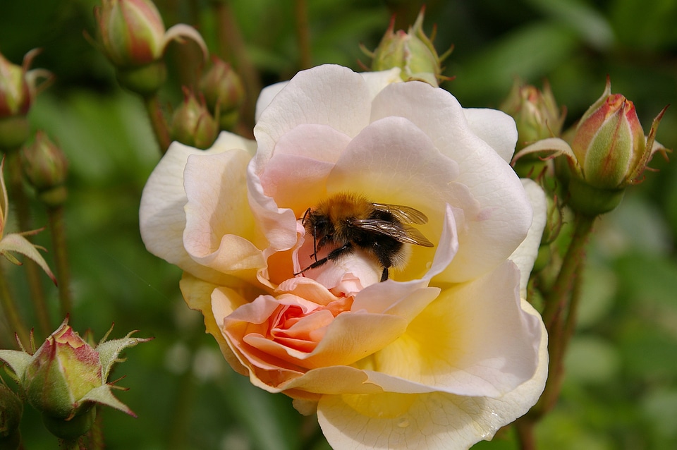 Bloom bloom garden