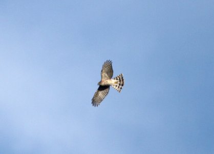 IMG 4837 c Sharp-shinned Hawk Perry Farm Kankakee Co IL 11-2-2015