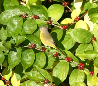 IMG 3756 c Nashville Warbler Kankakee IL 10-10-2015