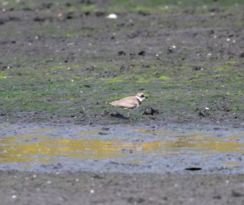 IMG 3669 c Semipalmated Plover Aroma Park IL 10-9-2015