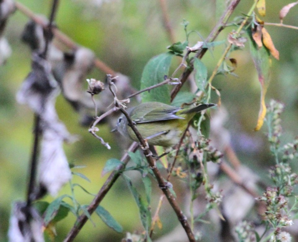 IMG 4125 c Orange-crowned Warbler Hse Kankakee IL 10-19-2015