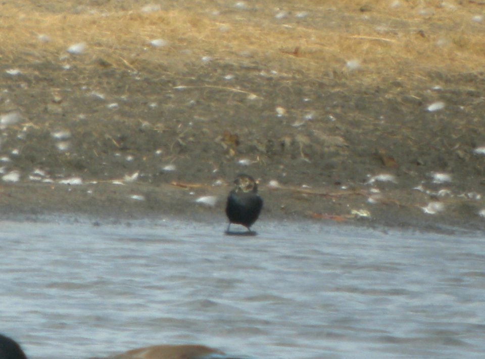 DSCN8694 c Brown-headed Cowbird (molting) Whispering Willows Kankakee Co IL 10-20-2015