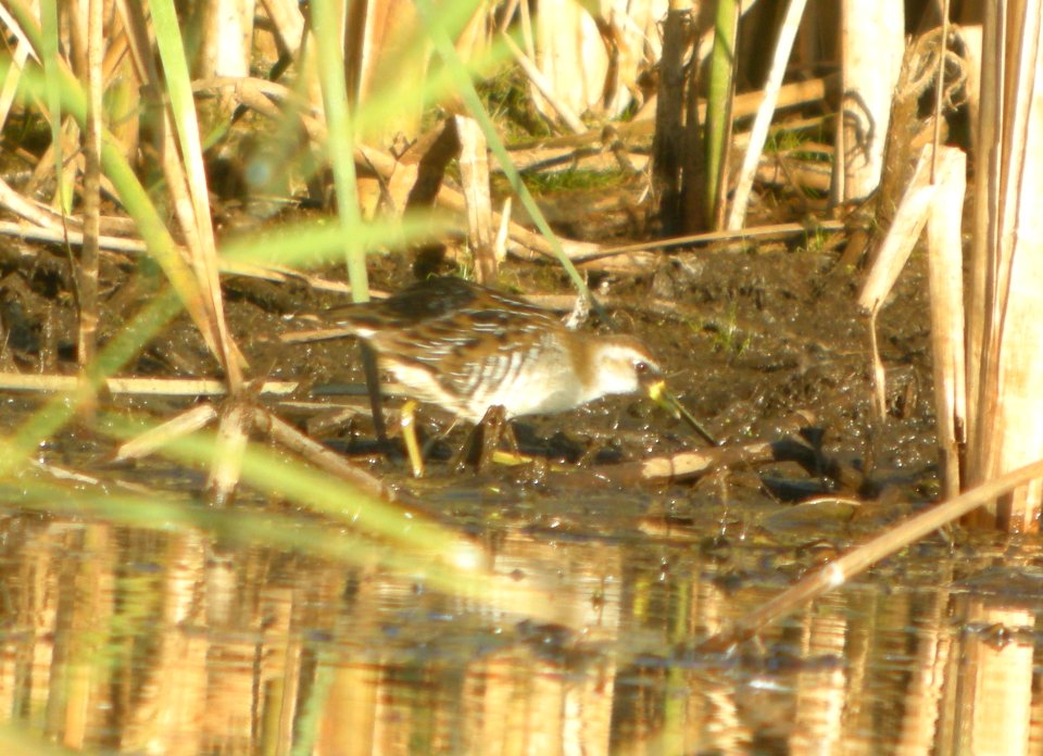 DSCN8478 c Sora TNC Kankakee Sands IL 10-11-2015