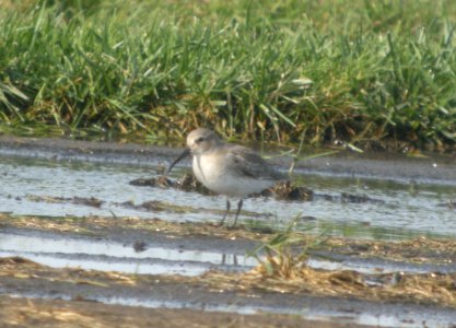 DSCN8750 c Dunlin H & E Sod Farm Momence IL 10-21-2015