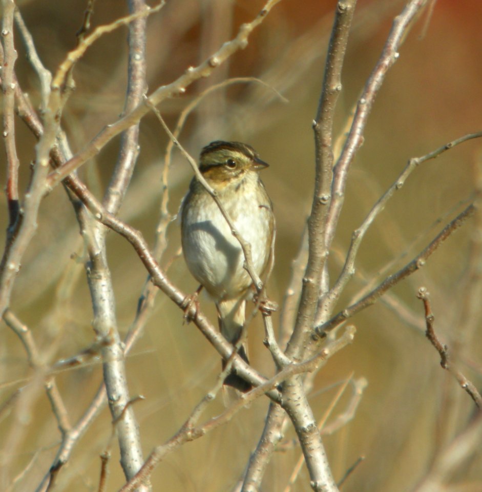 DSCN8611 c Swamp Sparrow Willow Slough FWA IN 10-16-2015