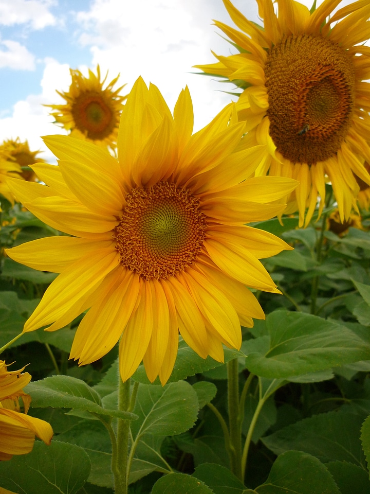 Nature plants agriculture