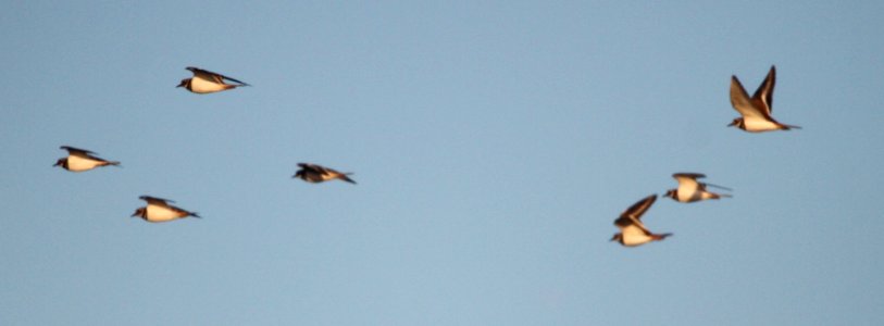 IMG 4062 c Killdeer Willow Slough FWA IN 10-16-2015