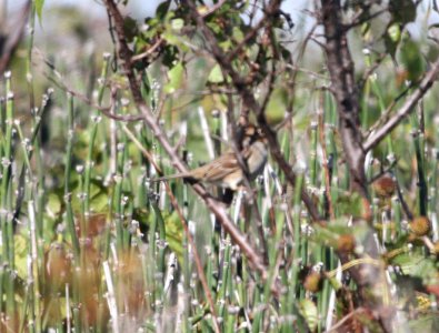 IMG 3320 c White-crowned Sparrow TNC Kankakee Sands IN 9-30-2015