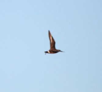 IMG 5244 c Hudsonian Godwit Iroquois Co IL 11-14-2015