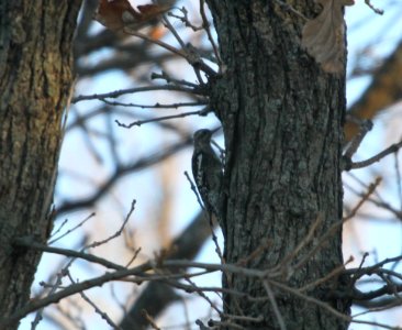 IMG 4846 Yellow-bellied Sapsucker River Rd Park Kankakee IL 11-2-2015