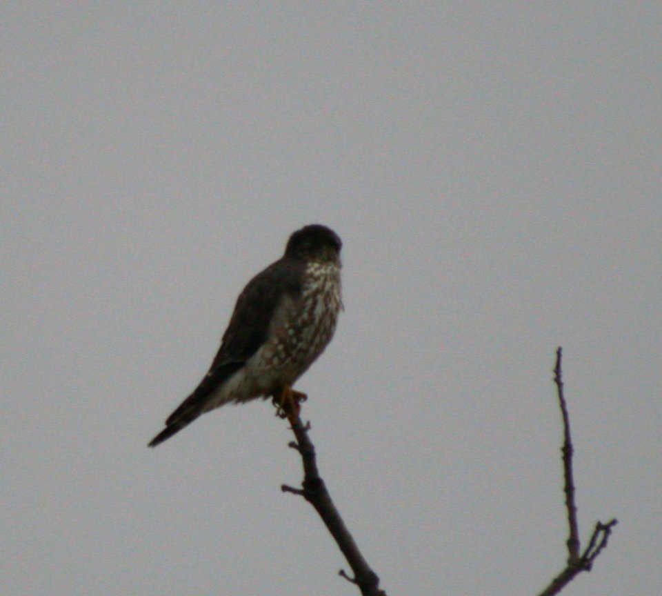 dscn2606 Merlin Rt 1