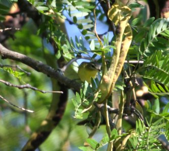 IMG 2406 c Philadelphia Vireo Kankakee IL 9-16-2015