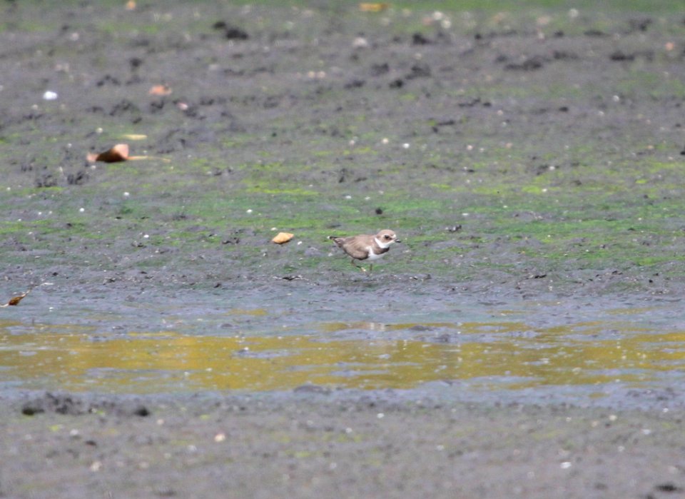 IMG 3663 c Semipalmated Plover Aroma Park IL 10-9-2015