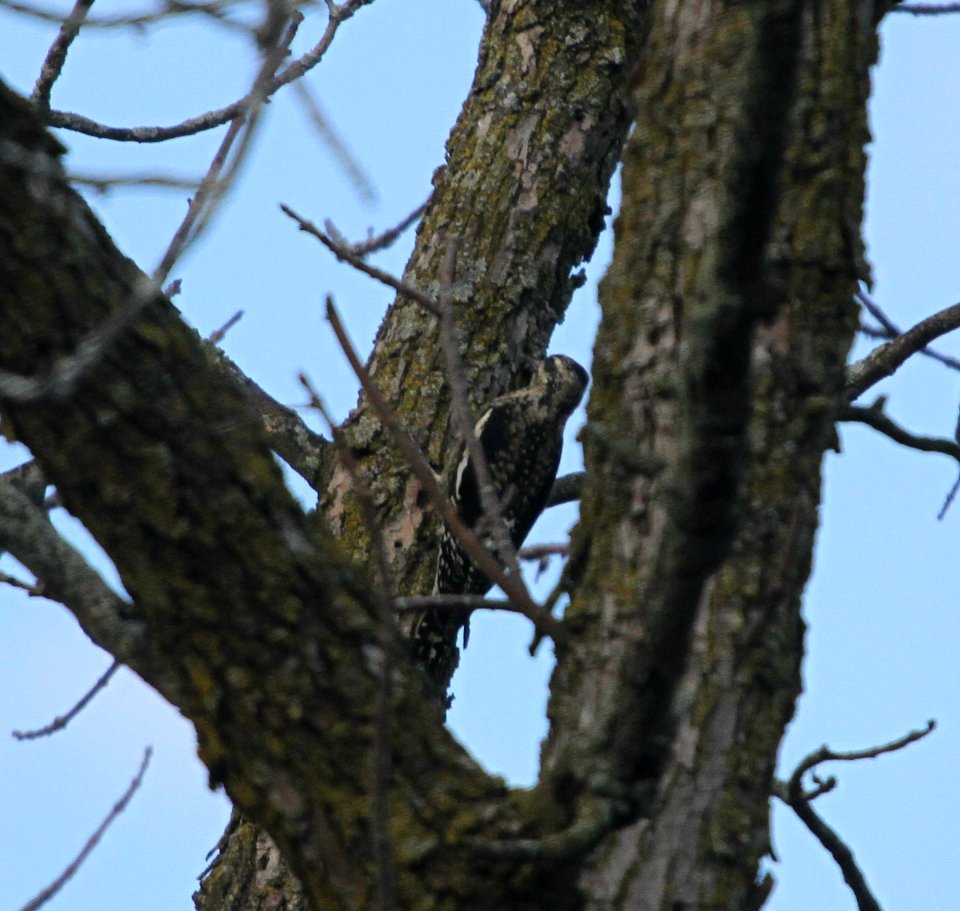 IMG 2243 c Yellow-bellied Sapsucker Kankakee IL 9-14-2015