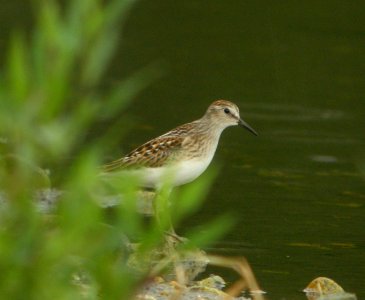DSCN8103 c Least Sandpiper Whispering Willows Kankakee Co IL 8-29-2015