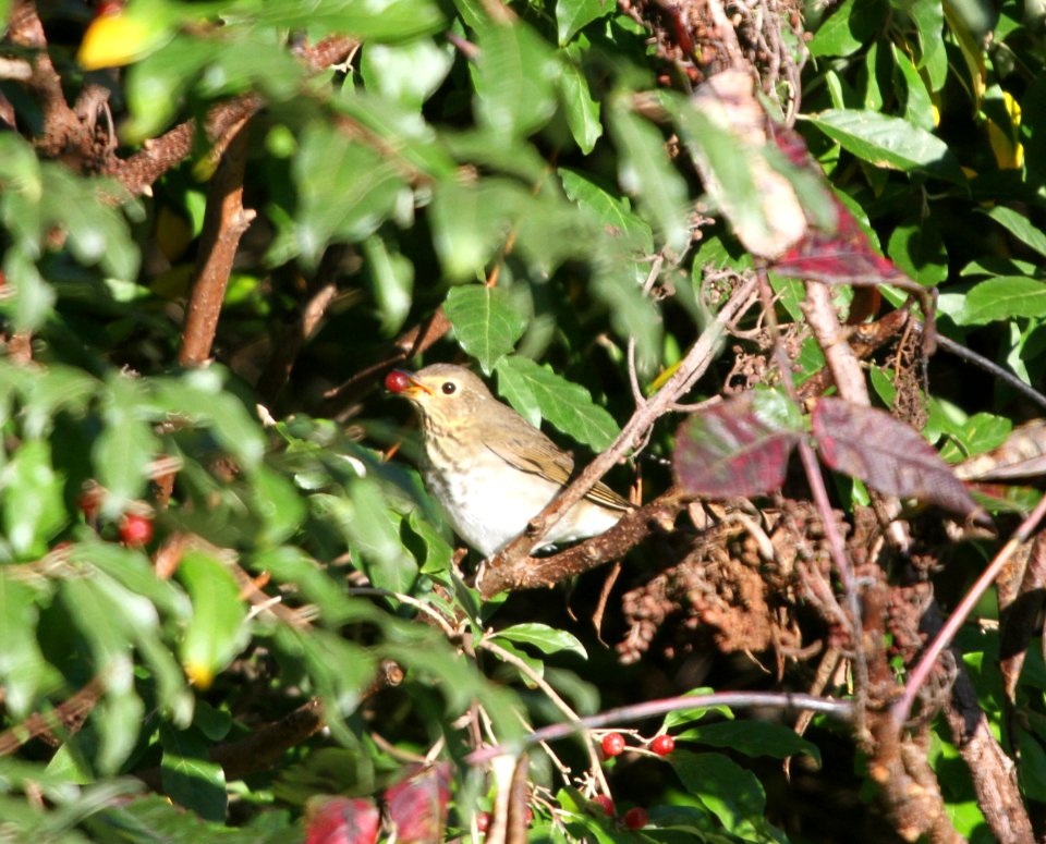 IMG 2576 c Swainson's Thrush Heiland FP Kankakee Co IL 9-20-2015