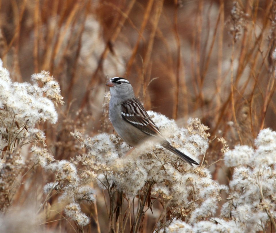 IMG 4892 c White-crowned Sparrow Perry Farm Kankakee Co IL 11-5-2015