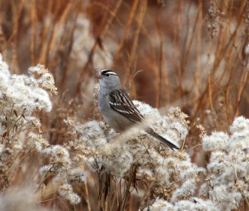 IMG 4892 c White-crowned Sparrow Perry Farm Kankakee Co IL 11-5-2015
