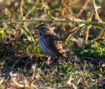 IMG 4092 c Savannah Sparrow Whispering Willows Kankakee Co IL 10-17-2015
