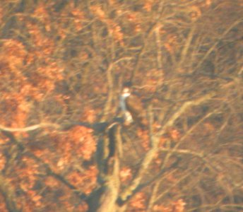 DSCN8923 c Osprey Willow Slough FWA IN 11-7-2015