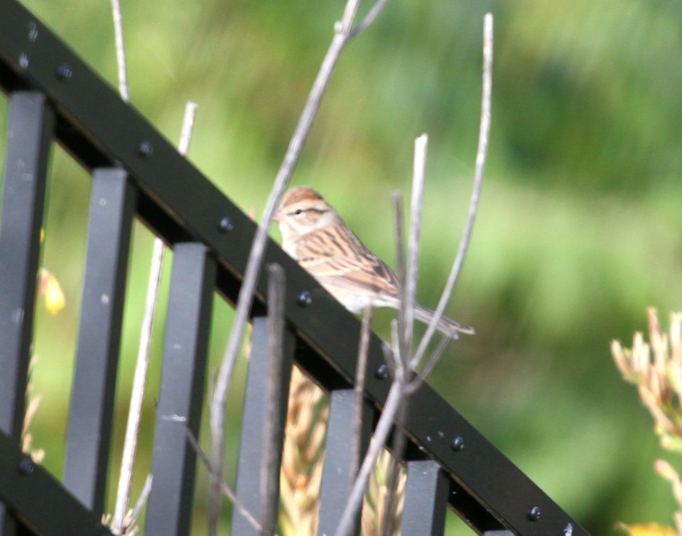 IMG 3964 c Chipping Sparrow Kankakee IL 10-13-2015