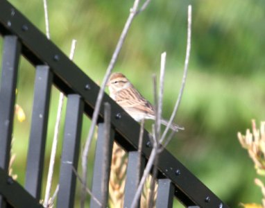 IMG 3964 c Chipping Sparrow Kankakee IL 10-13-2015