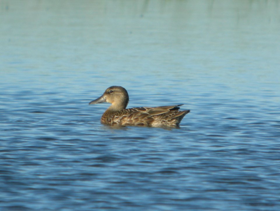 DSCN7743 c Blue-winged Teal Whispering Willows Kankakee Co IL 7-31-2015