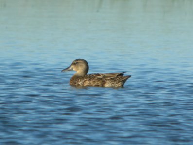 DSCN7743 c Blue-winged Teal Whispering Willows Kankakee Co IL 7-31-2015
