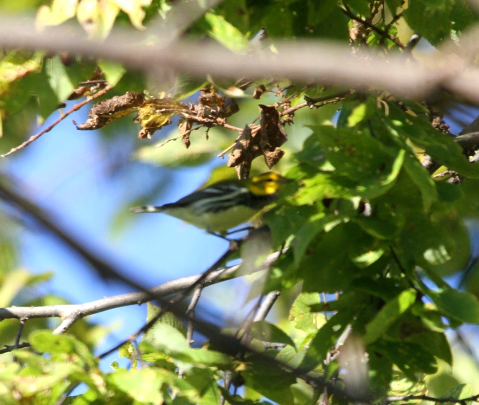 IMG 3764 c Black-throated Green Warbler Kankakee IL 10-10-2015
