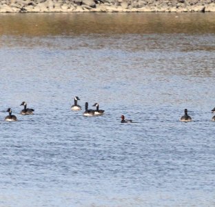 IMG 4620 c Redhead Dam Kankakee IL 10-26-2015