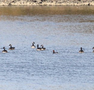 IMG 4620 c Redhead Dam Kankakee IL 10-26-2015 photo