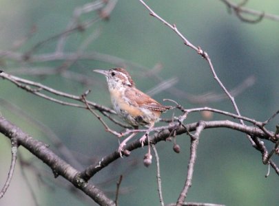 IMG 2463 c Carolina Wren Hse Kankakee IL 9-17-2015