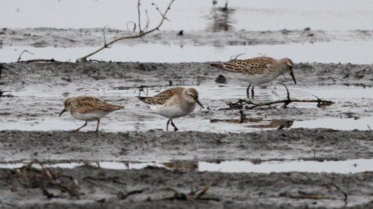 IMG 4506 c Least and White-rumped Sandpiper Iroquois Co IL 10-23-2015