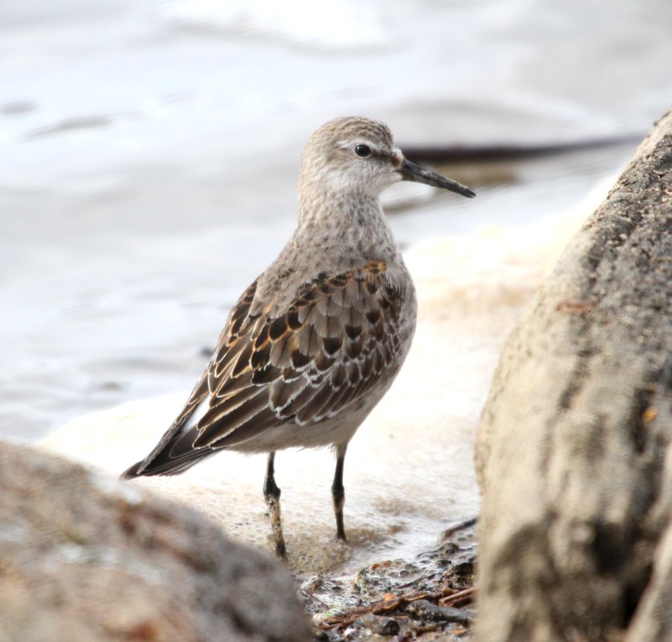 IMG 5635 c White-rumped Sandpiper LeVasseur Park- Perry Farm IL 11-23-2015