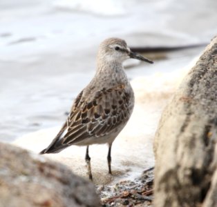 IMG 5635 c White-rumped Sandpiper LeVasseur Park- Perry Farm IL 11-23-2015