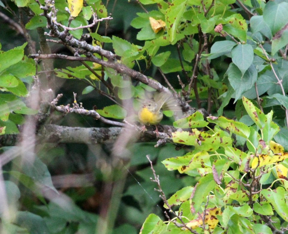 IMG 1937-c Common Yellowthroat Perry Farm Kankakee Co IL 9-7-2015