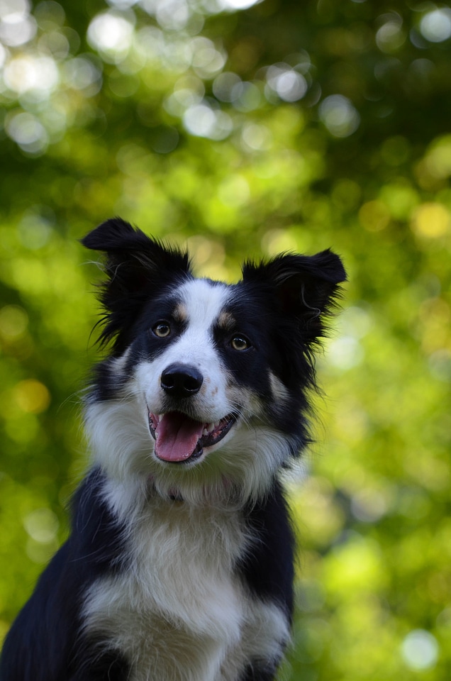 Dog curious purebred dog