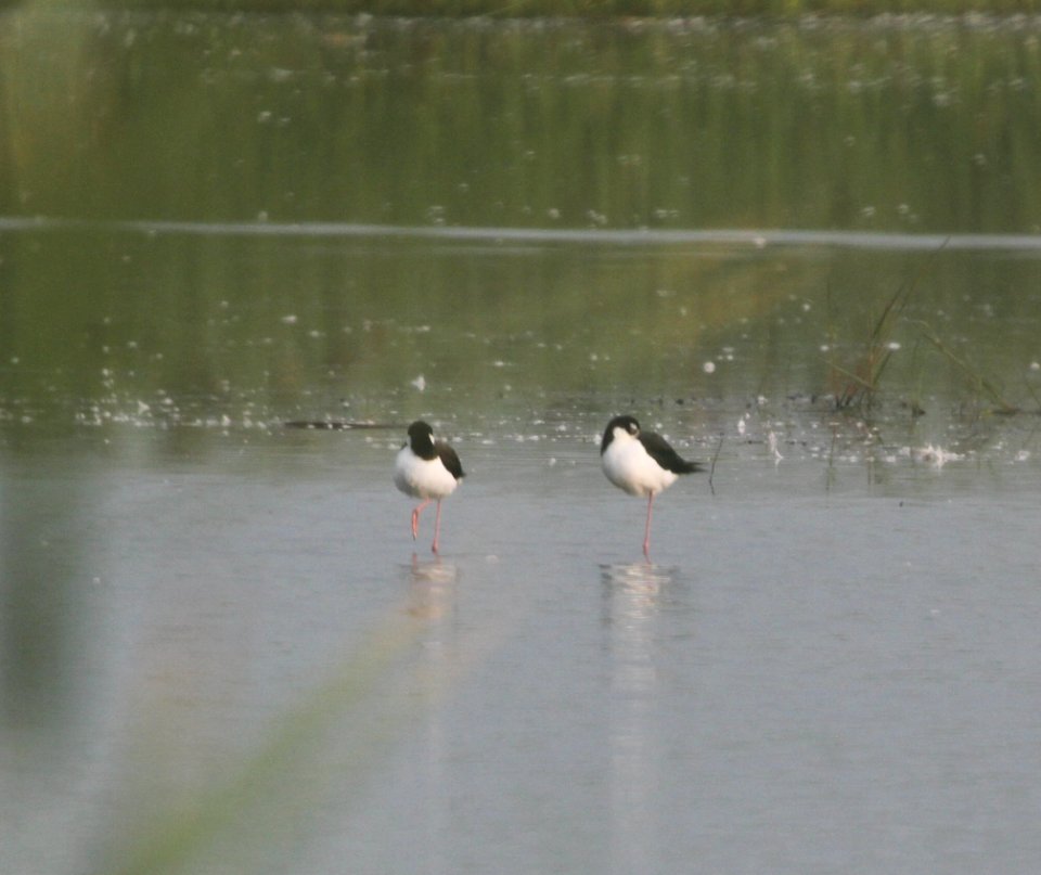 IMG 1600 c Black-necked Stilt Kankakee Sands IN 8-28-2015
