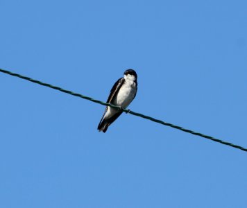 IMG 0841 (2) c Tree Swallow Whispering Willows Kankakee Co IL 8-1-2015