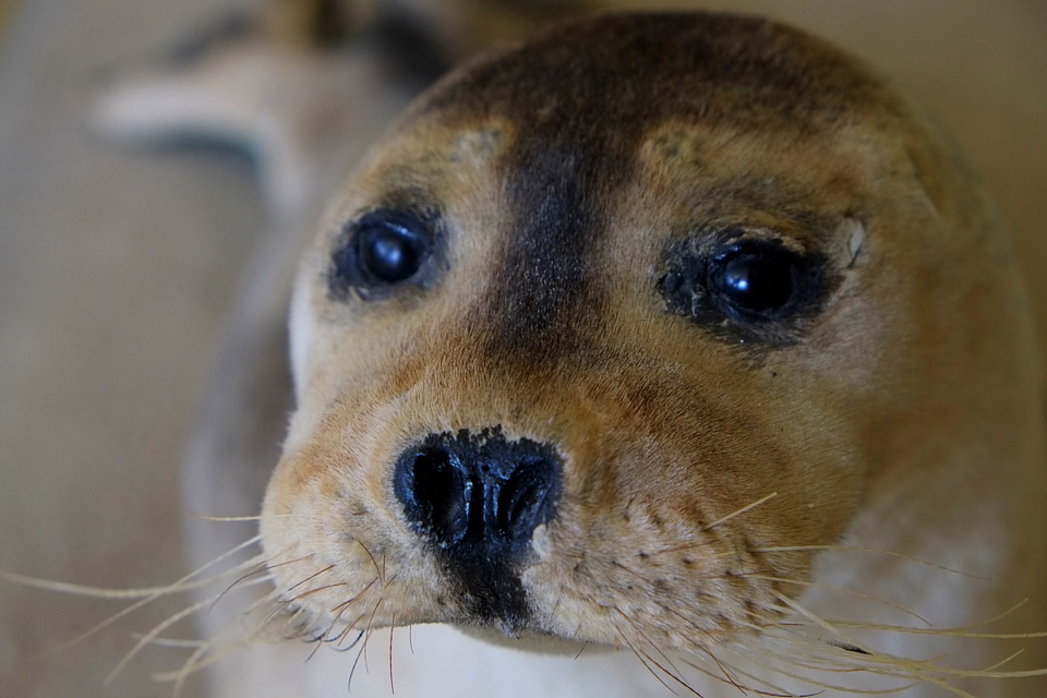 Meeresbewohner animal north sea