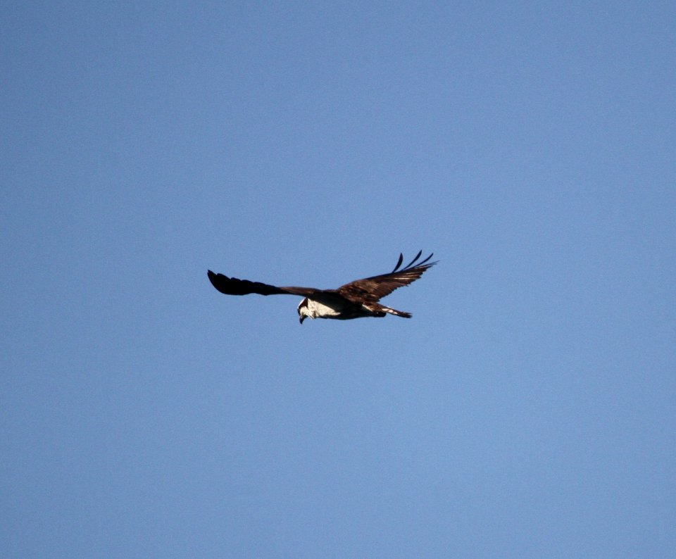 IMG 1742 c Osprey Kankakee IL 9-4-2015