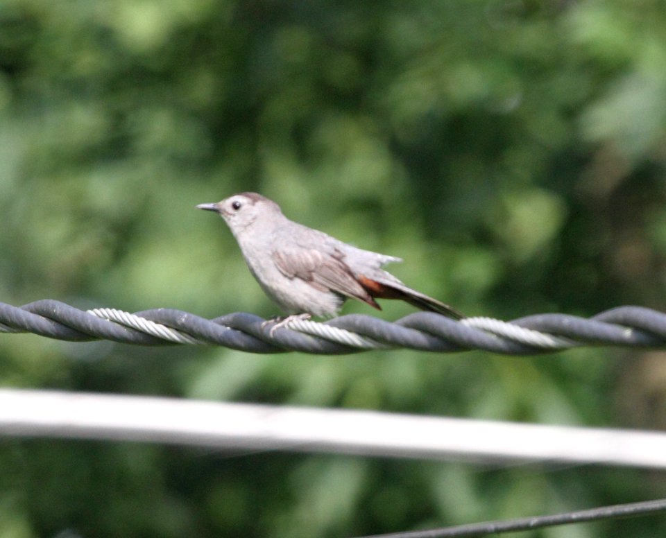 IMG 0780 (2) c Gray Catbird Hse Kankakee IL 7-27-2015