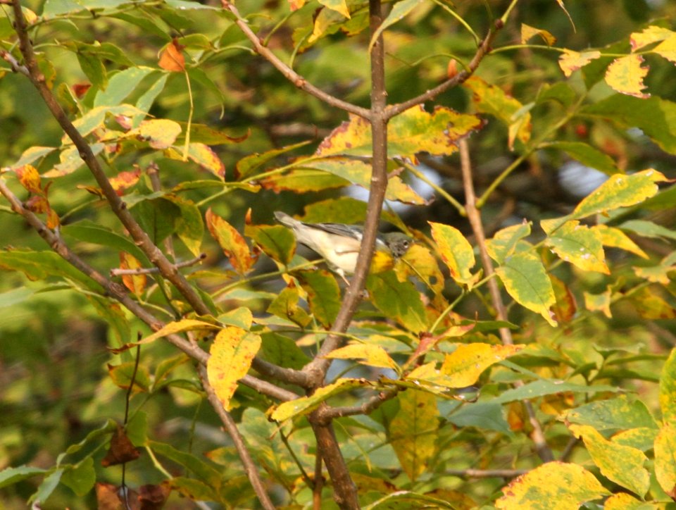 IMG 1935 c Northern Parula Perry Farm Kankakee Co IL 9-7-2015
