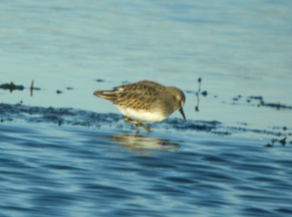 DSCN8853 c Least Sandpiper Iroquois Co IL 10-26-2015