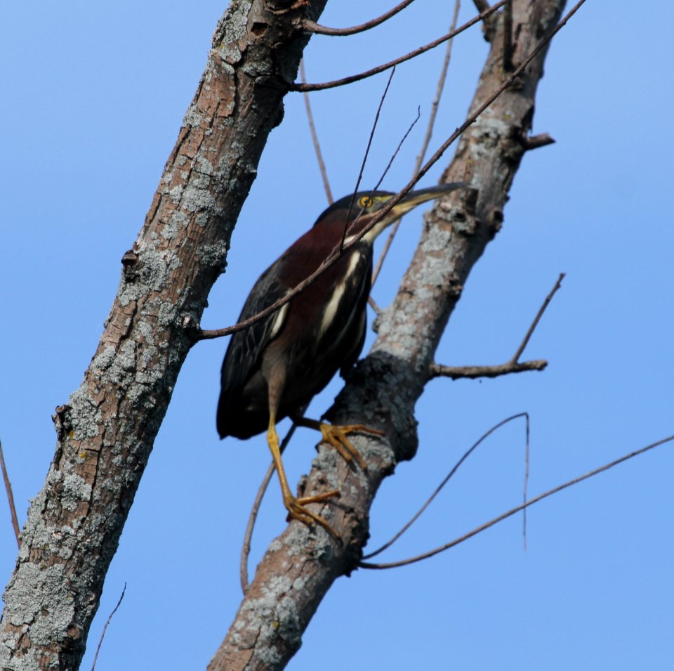 IMG 0941 c Green Heron Whispering Willows Kankakee Co IL 8-6-2015