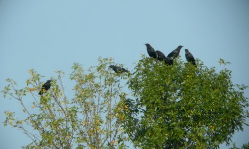DSCN8079 c American Crow Whispering Willows Kankakee Co IL 8-27-2015