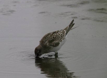 IMG 3483 c White-rumped Sandpiper TNC Kankakee Sands IN 10-5-2015