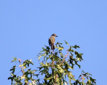 IMG 2048 c Great Crested Flycatcher Heiland Forest Preserve Kankakee Co IL 9-10-2015