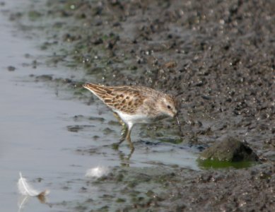 DSCN8349 c Least Sandpiper Whispering Willows Bourbonnais IL 10-7-2015