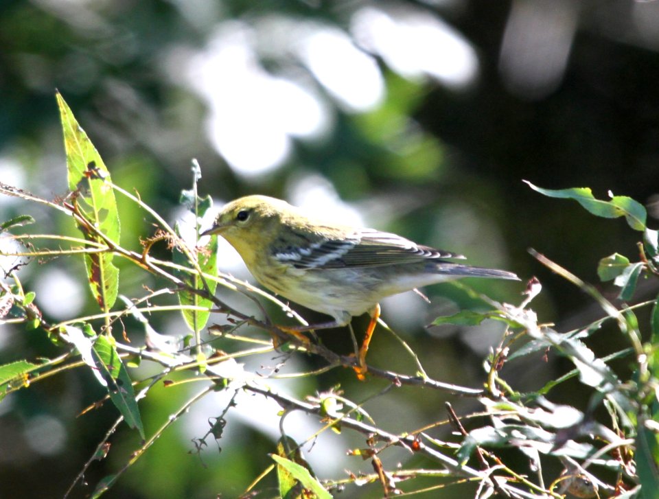 IMG 2826 c Blackpoll Warbler LaSalle FWA IN 9-21-2015